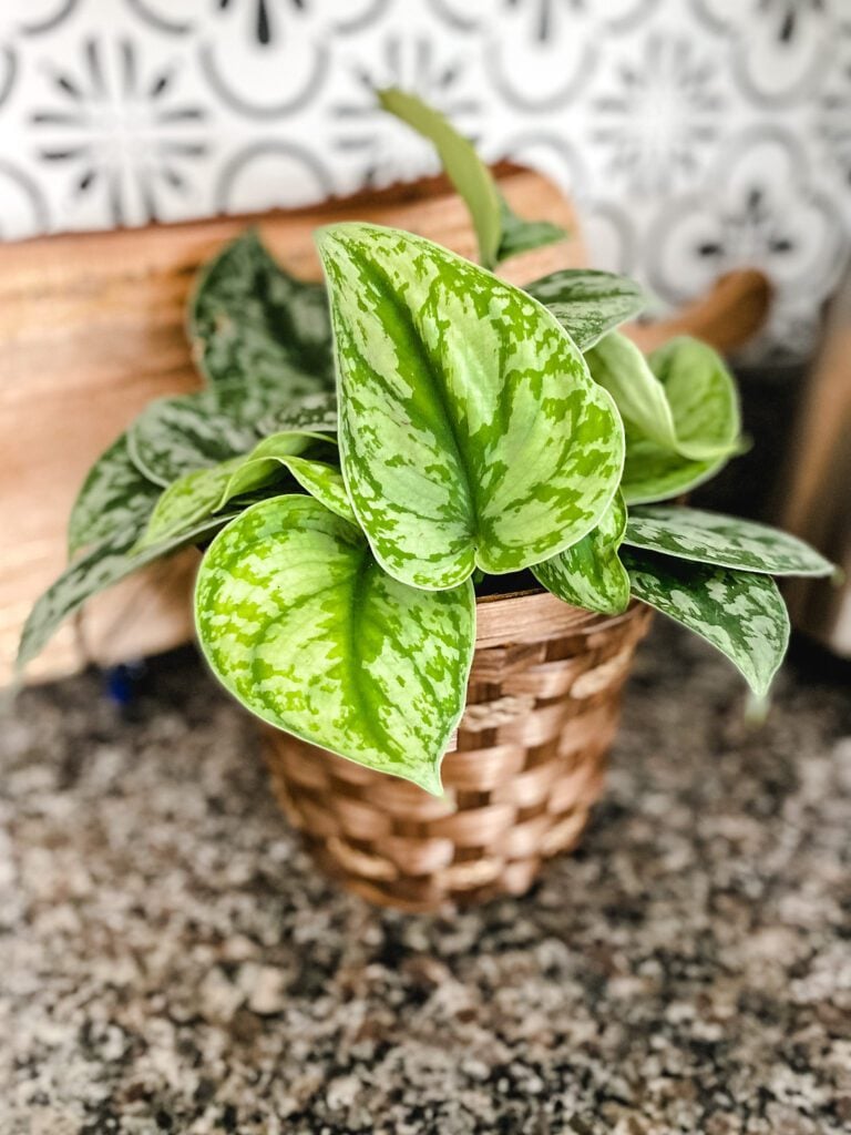 houseplant on counter