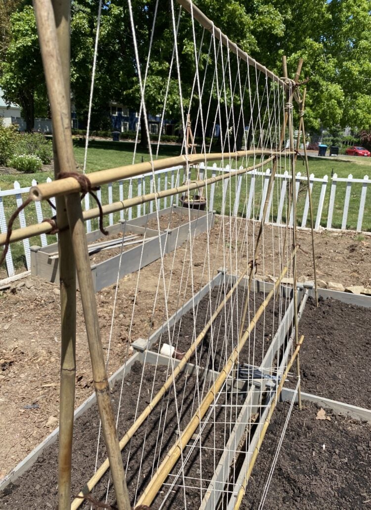 sweet pea trellis