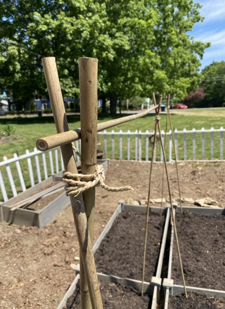 making a sweet pea trellis