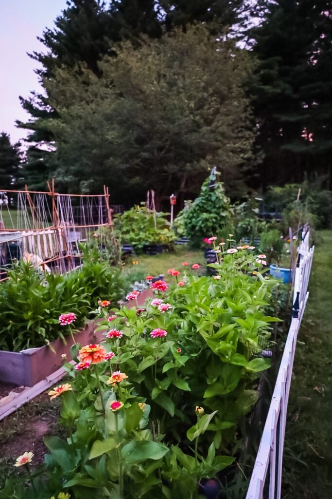 How to Grow Strawflowers For Your Cut Flower Garden From Seed Indoors -  Shiplap and Shells