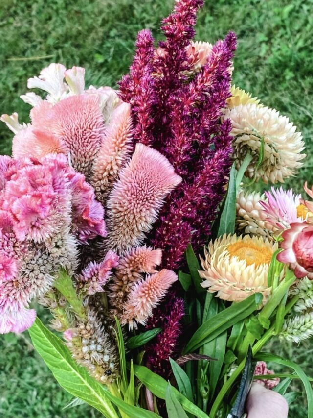 What to Grow in a Cut Flower Garden