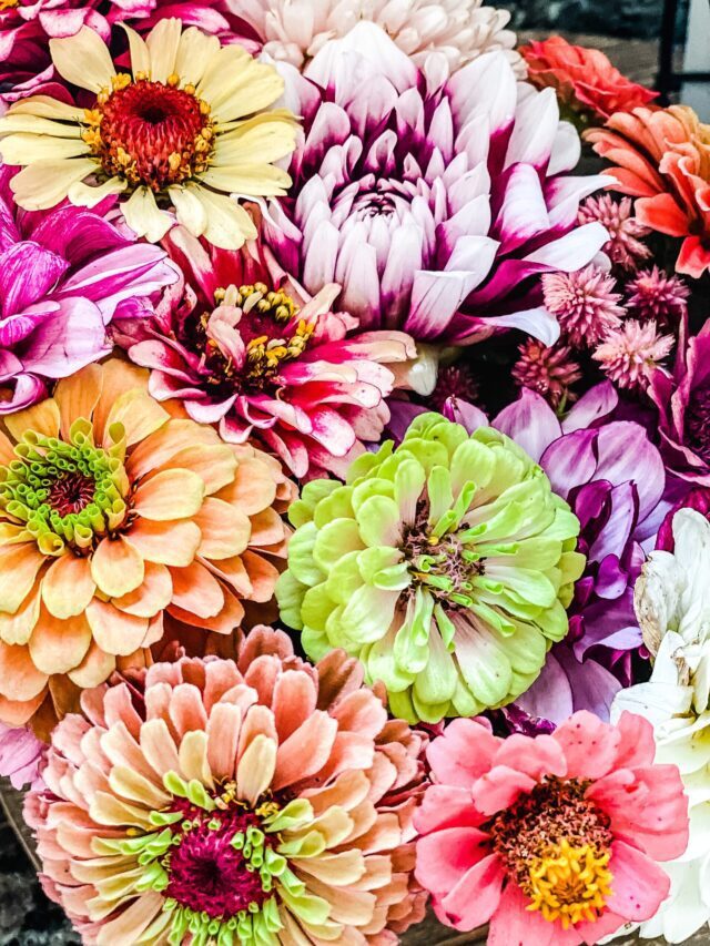 Grow a cut flower garden