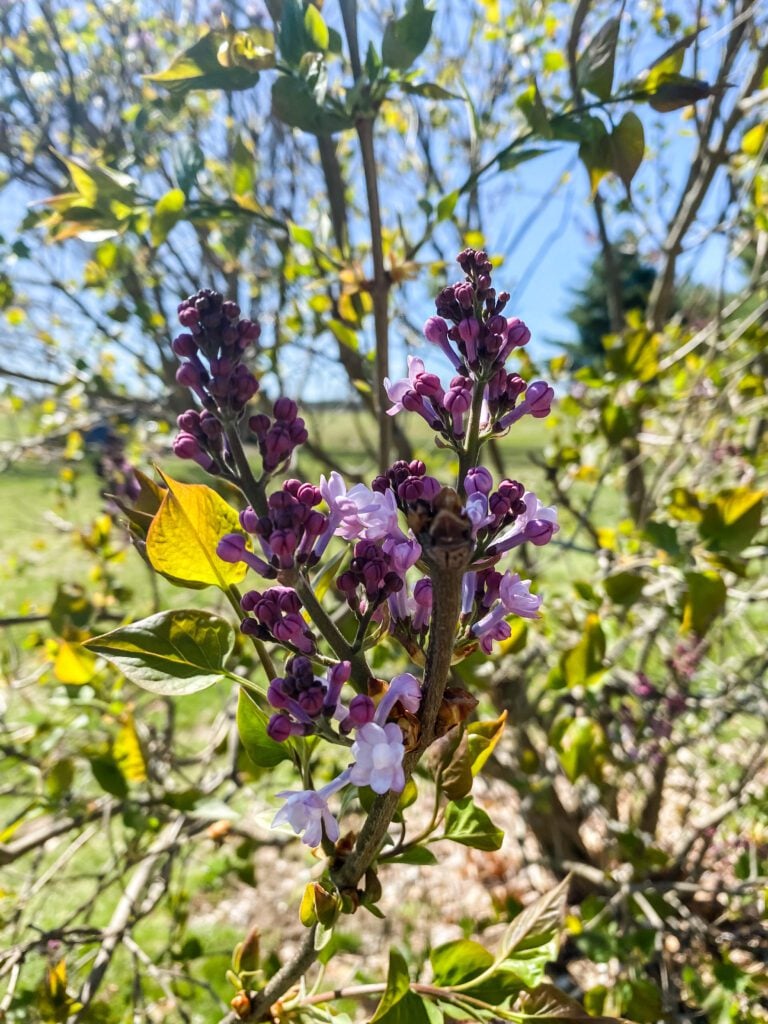 lilac blossoms starting to bloom