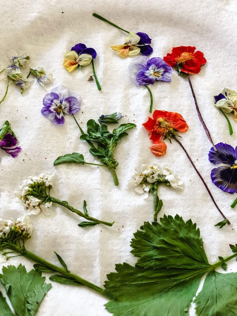 microwave pressed flowers on paper towels