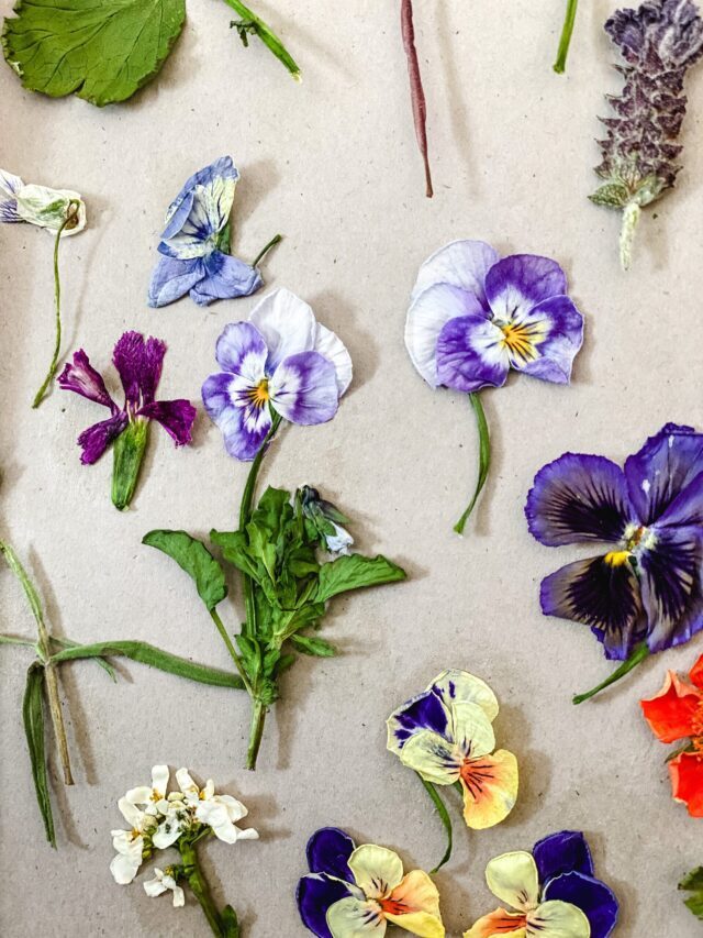 Drying Flowers In The Microwave