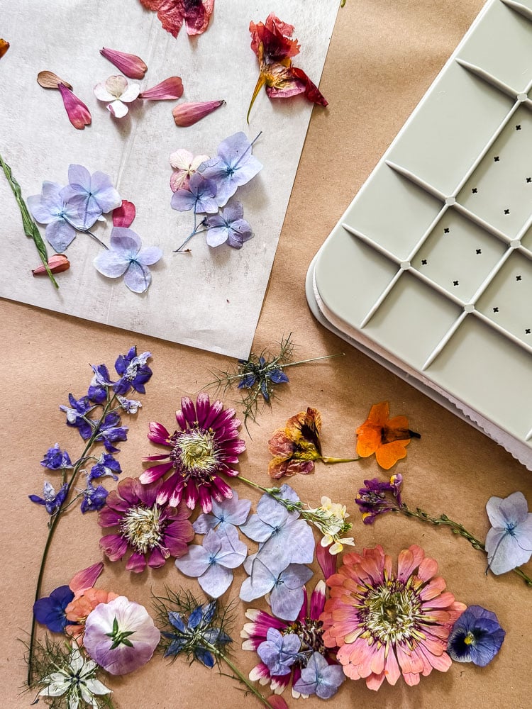 microwave flower press and pressed flowers