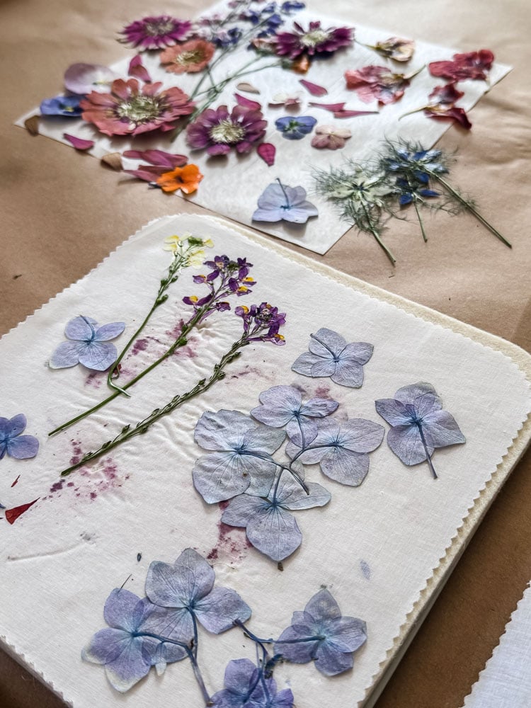 microwave pressed hydrangeas on press