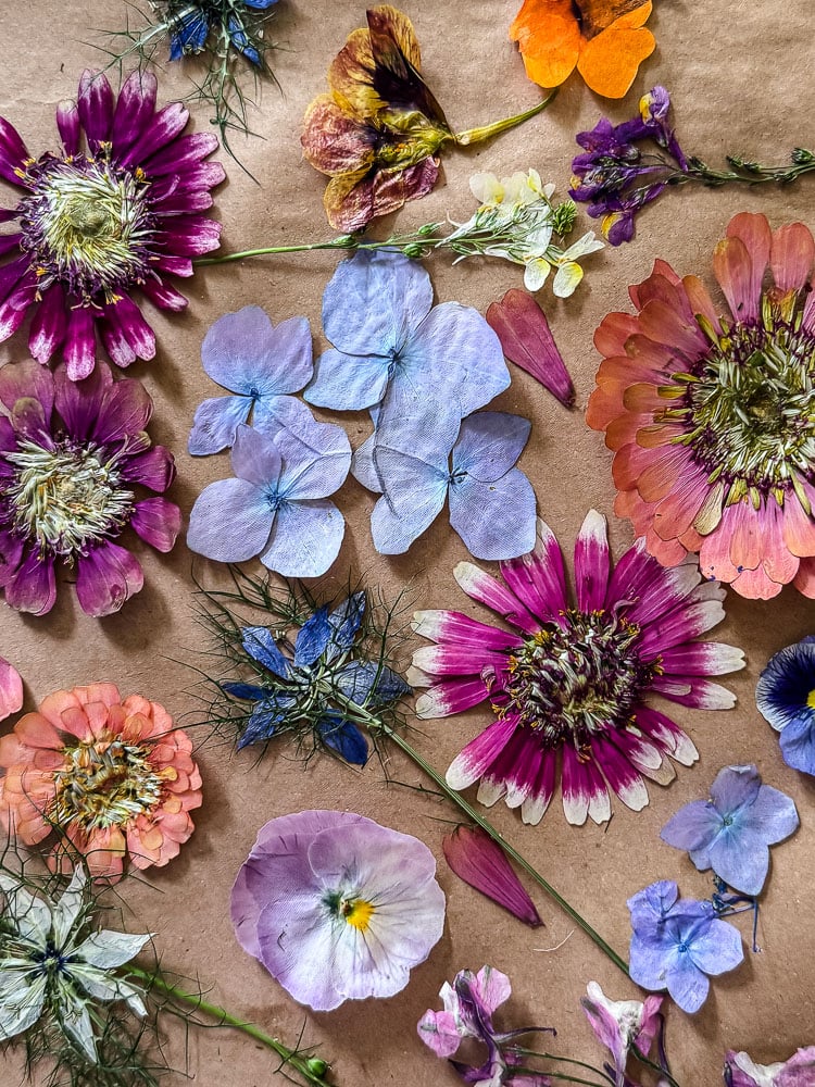 microwaved pressed flowers