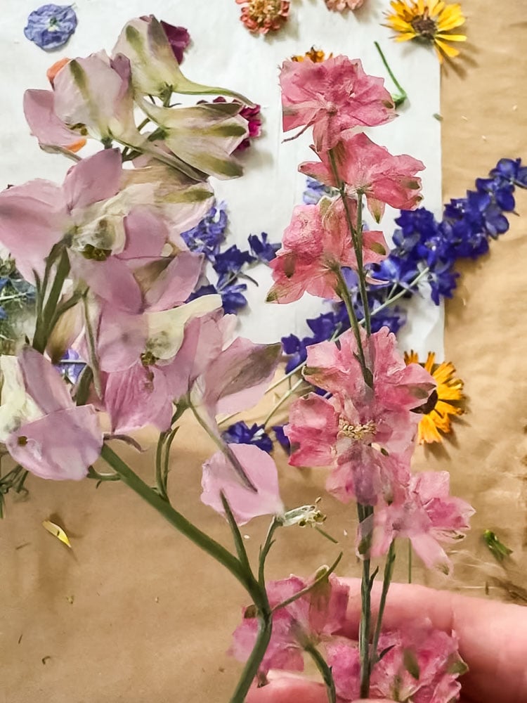 pink larkspur