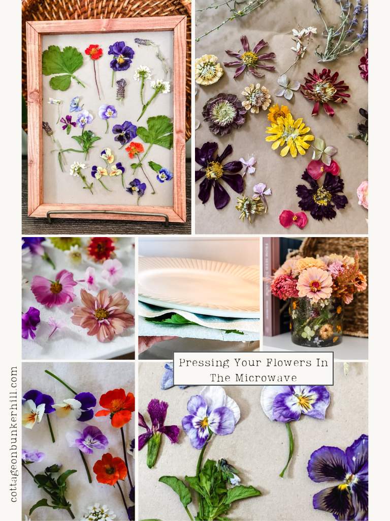 Quick & Easy Microwave Flower Pressing: Preserving Blooms in Minutes