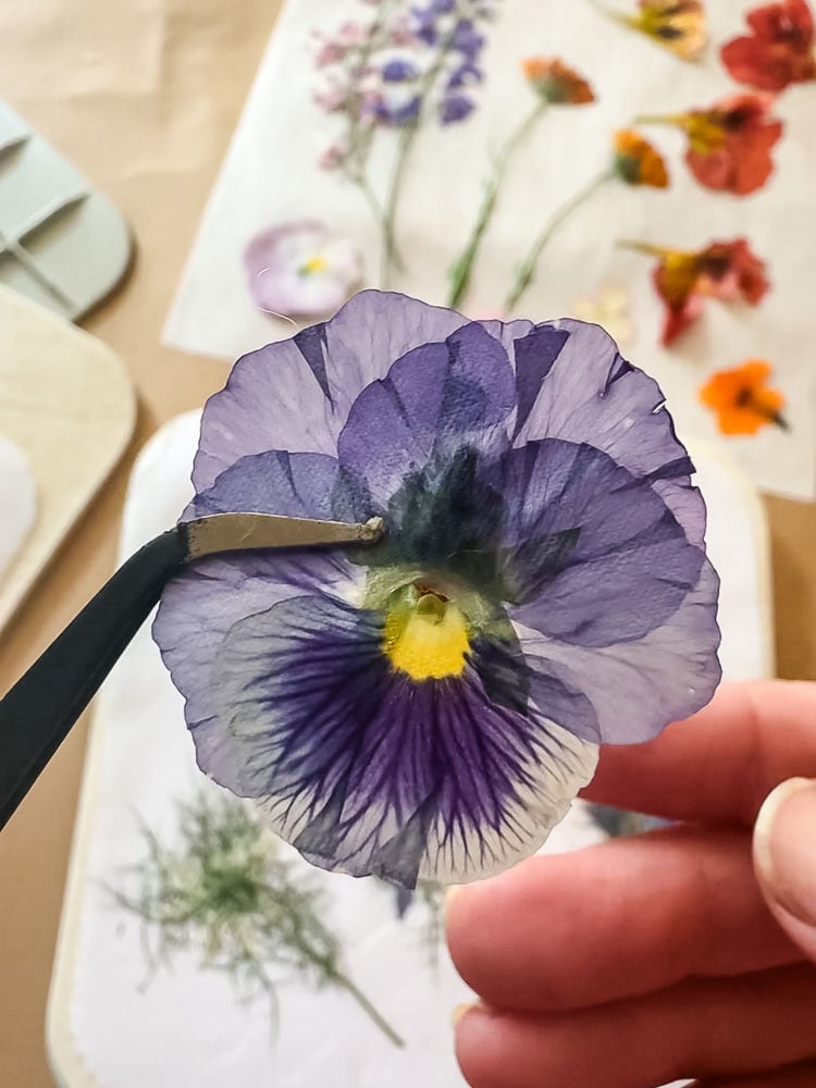 purple pansy being held by tweezers