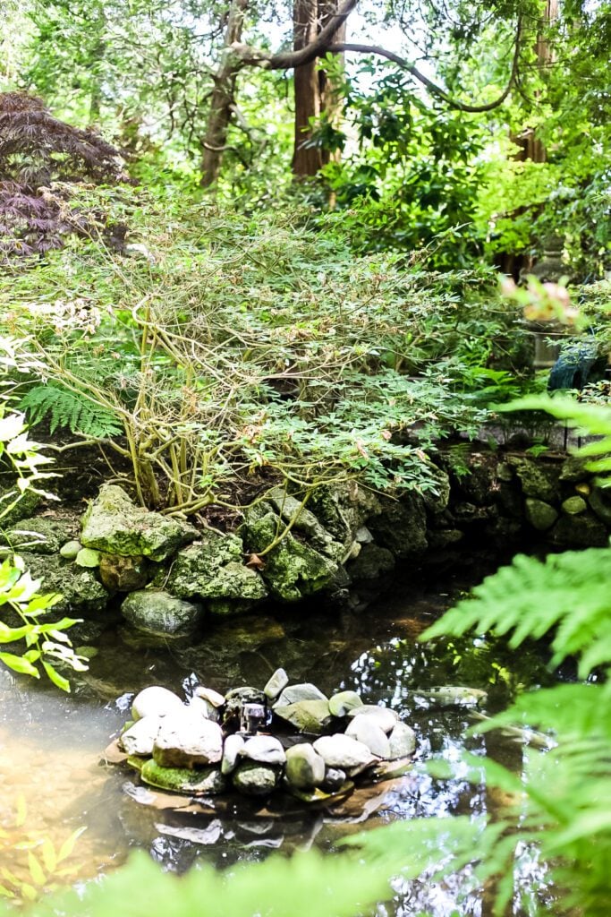 pond with plants