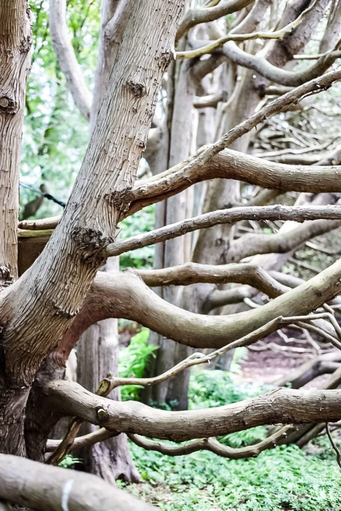 tree at Fuller Garden