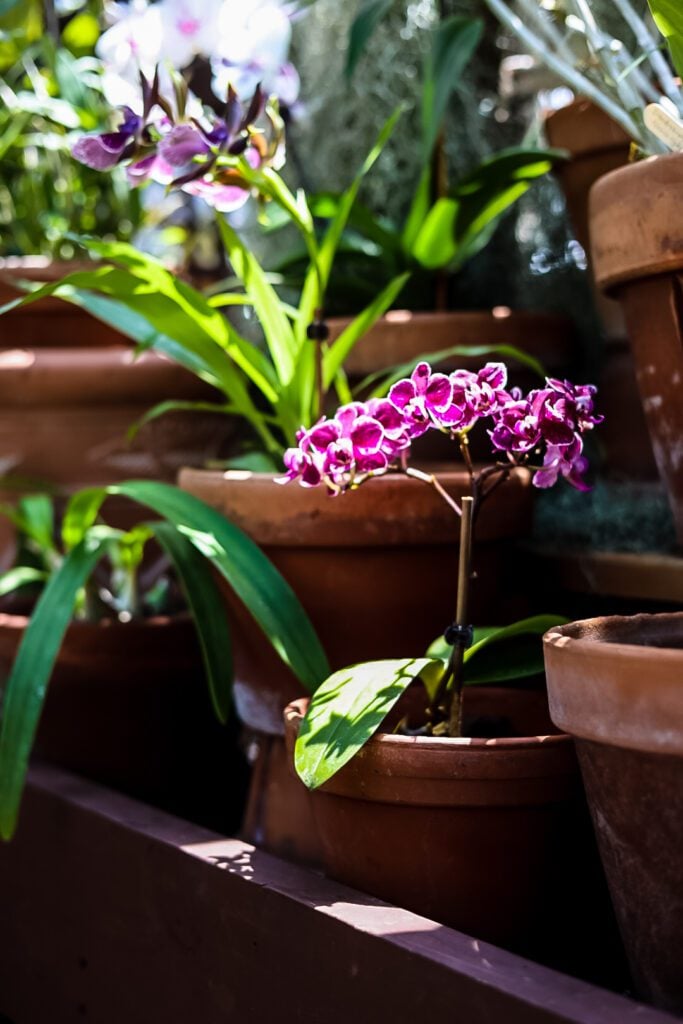 orchids in bloom