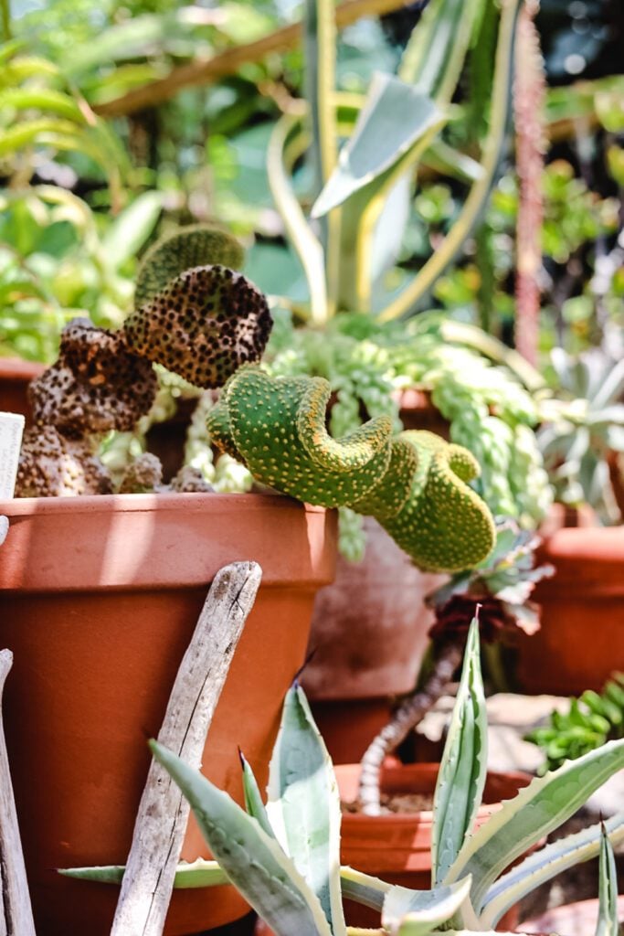 cacti