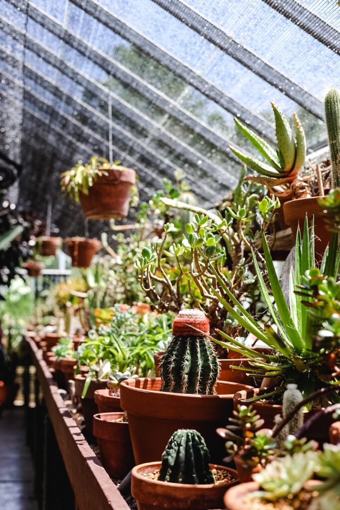 cacti in a greenhouse