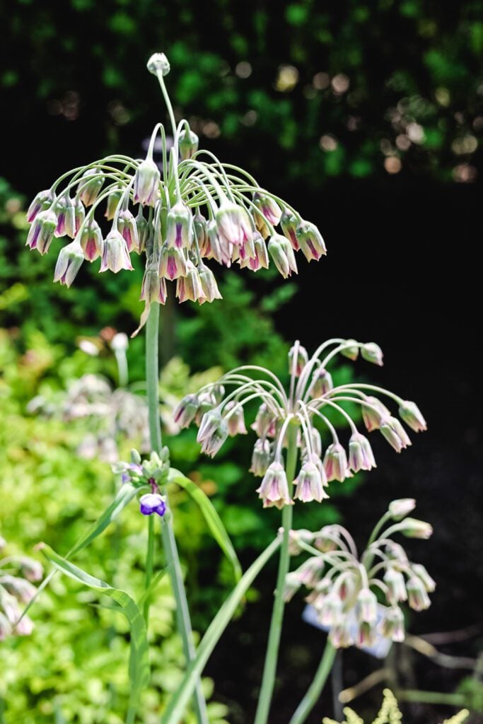 perennial in bloom