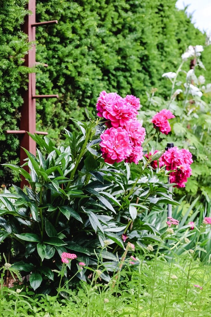 peonies in bloom