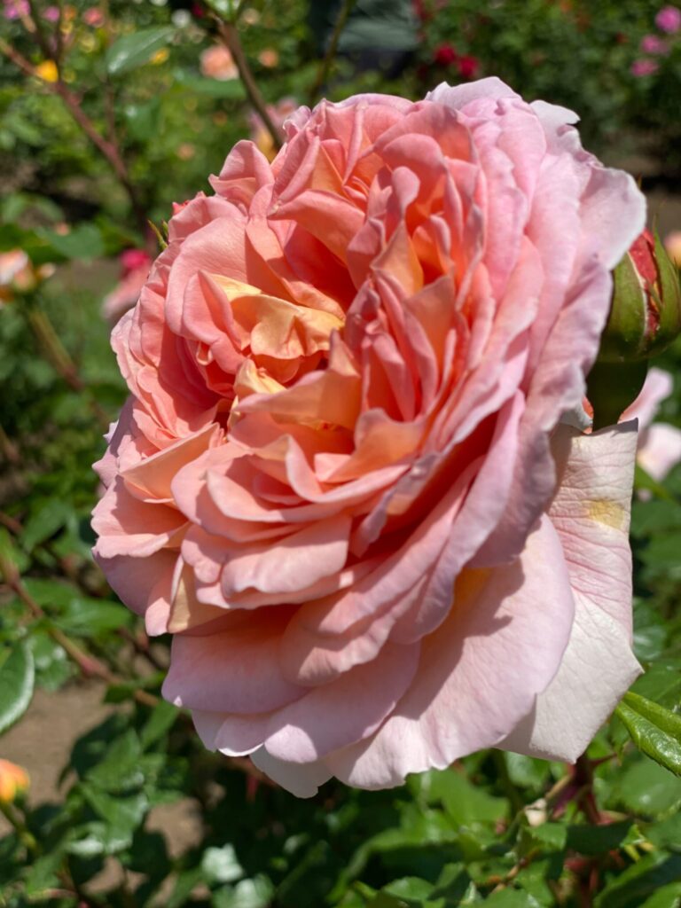 rose in full bloom