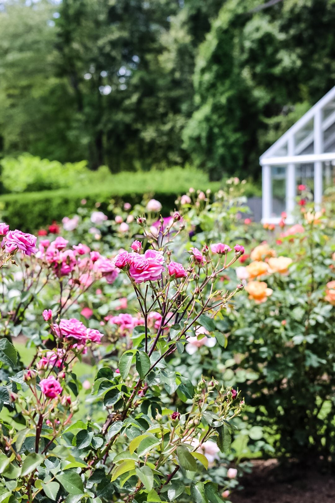 roses in bloom with greenhouse in back