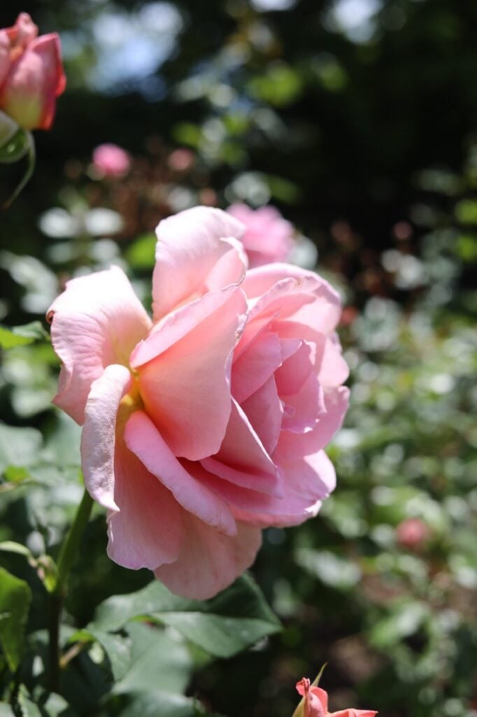 pink rose