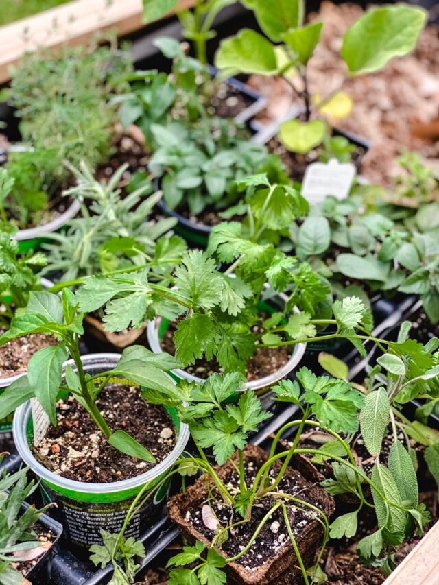 How to Start an Herb Garden: A Beginner's Guide - Cottage On Bunker Hill