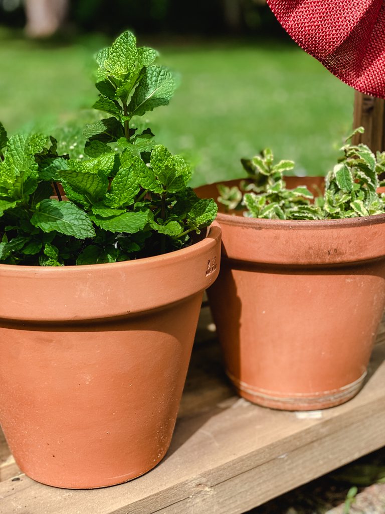 pots of mint