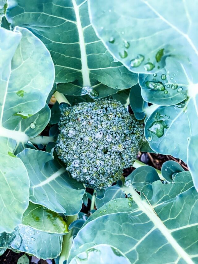 broccoli plant with rain