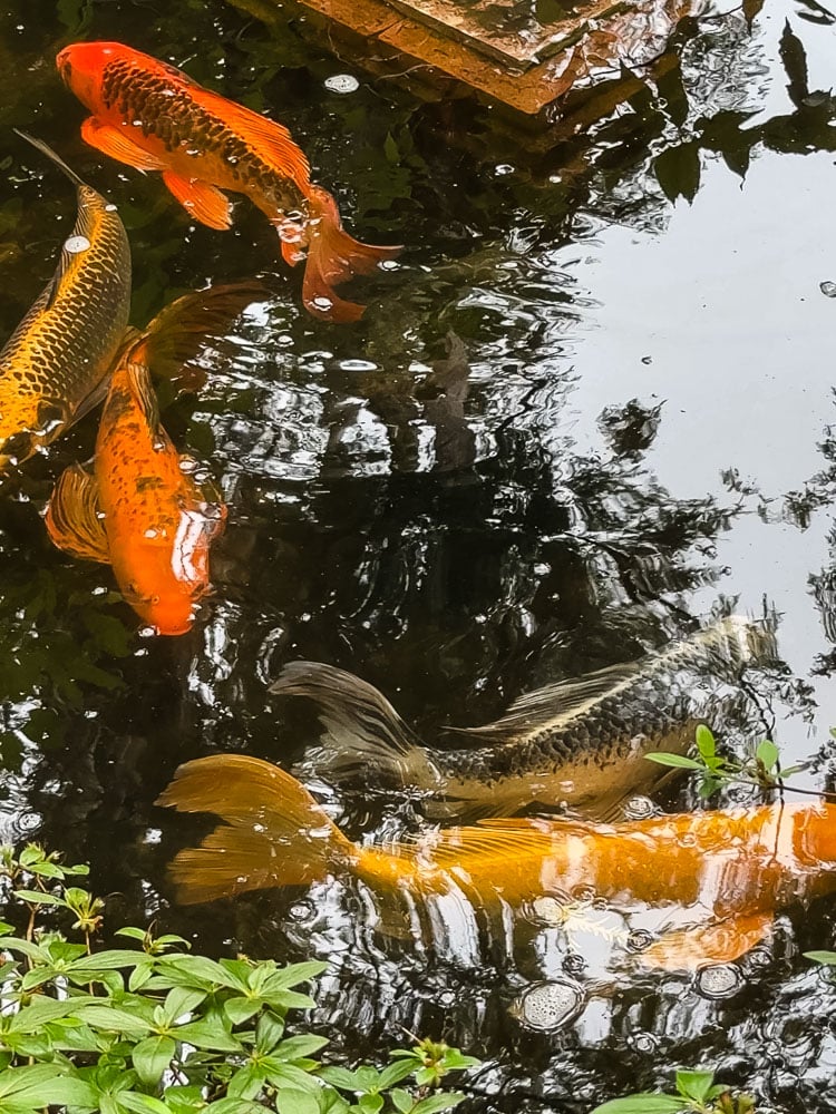 koi fish swimming