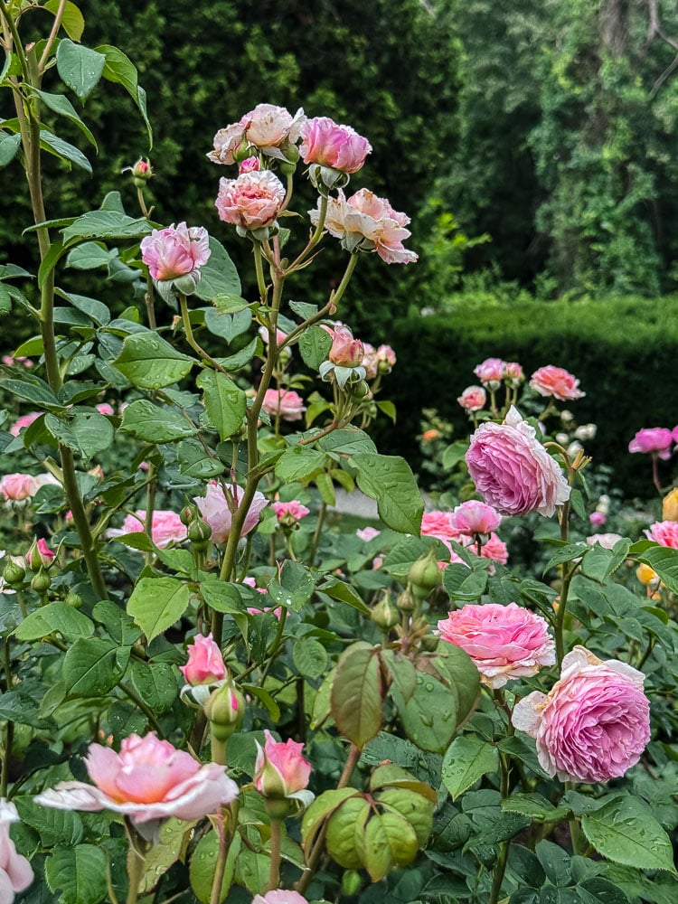 pink rose bush