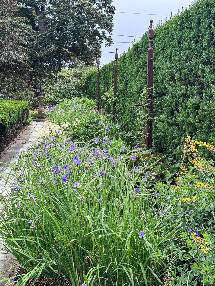 perennial border agaisnt a row of tall hedges
