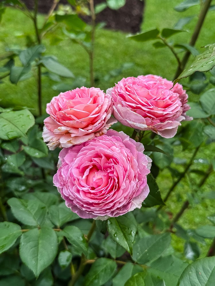 pink roses