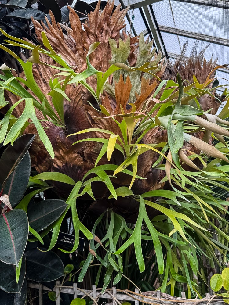 giant staghorn fern