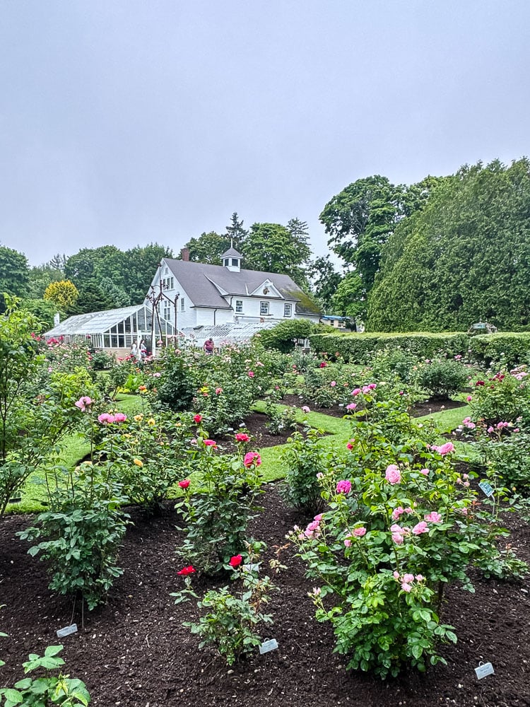 fuller garden roses in bloom