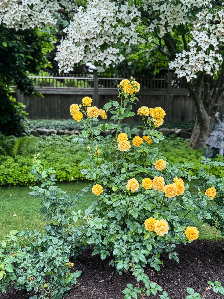 yellow rose in frontn of a dogwood tree