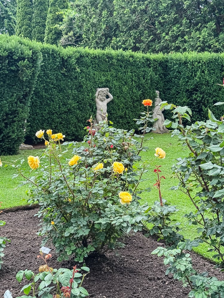 a formal rose garden with hedges