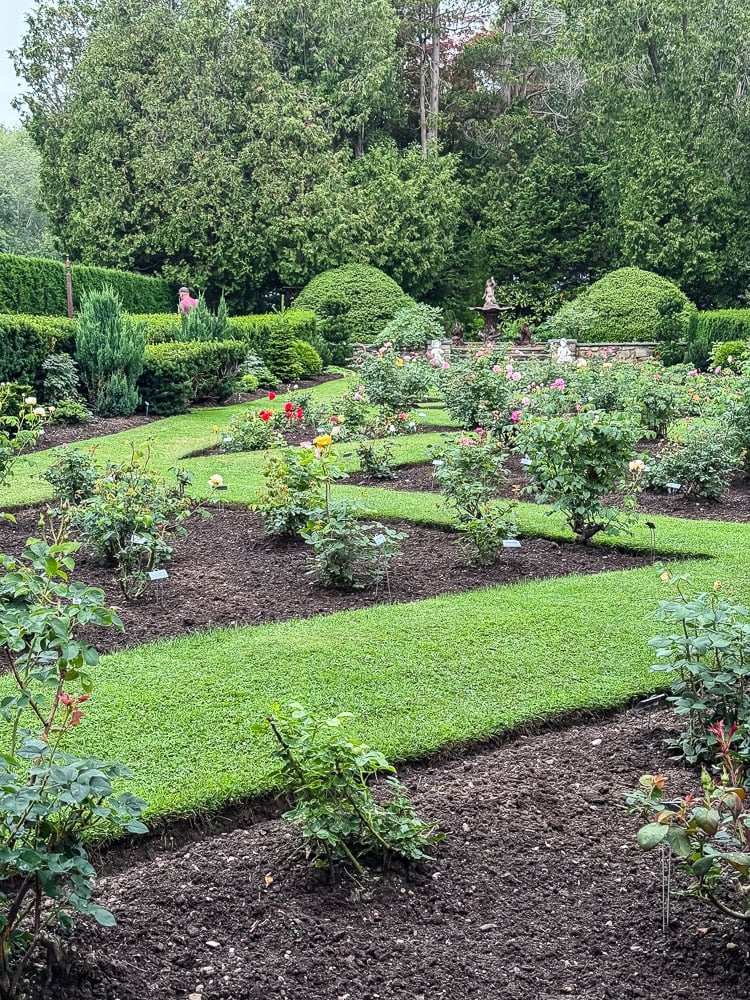 formal english garden view with roses