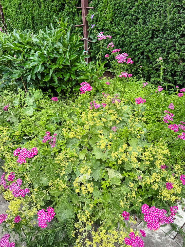 lady's mantle and achllia in bloom