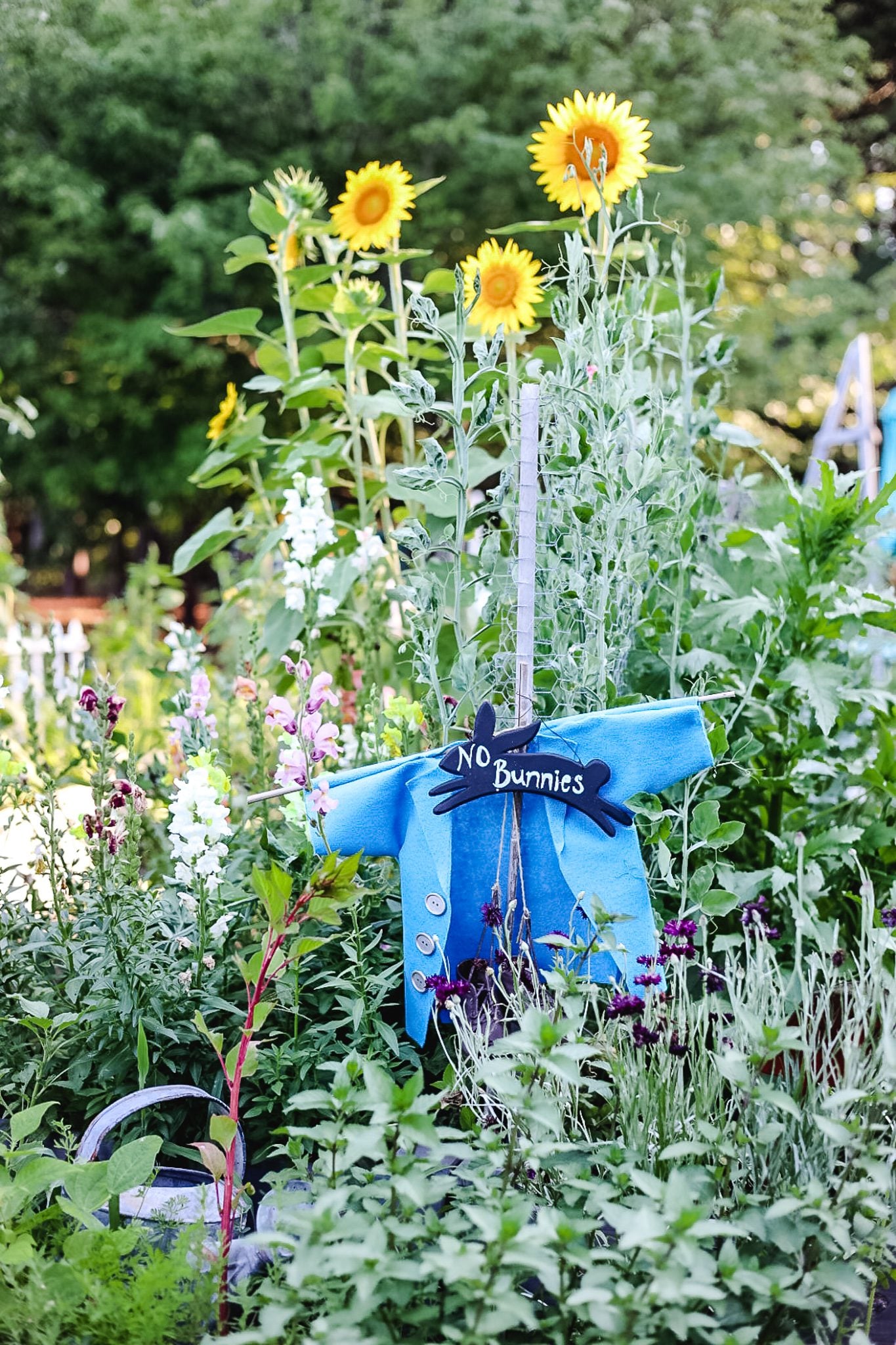 cottage garden in summer
