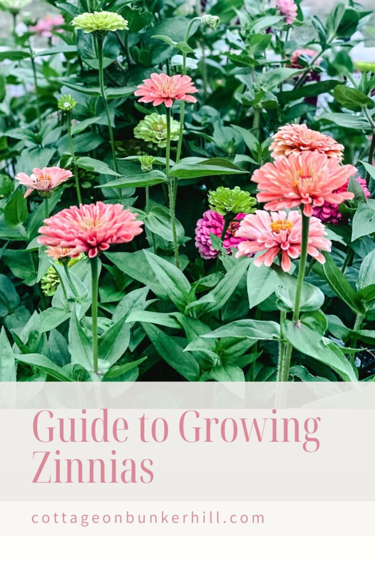 A Guide to Growing Zinnias for Beginners Easy Steps to Success