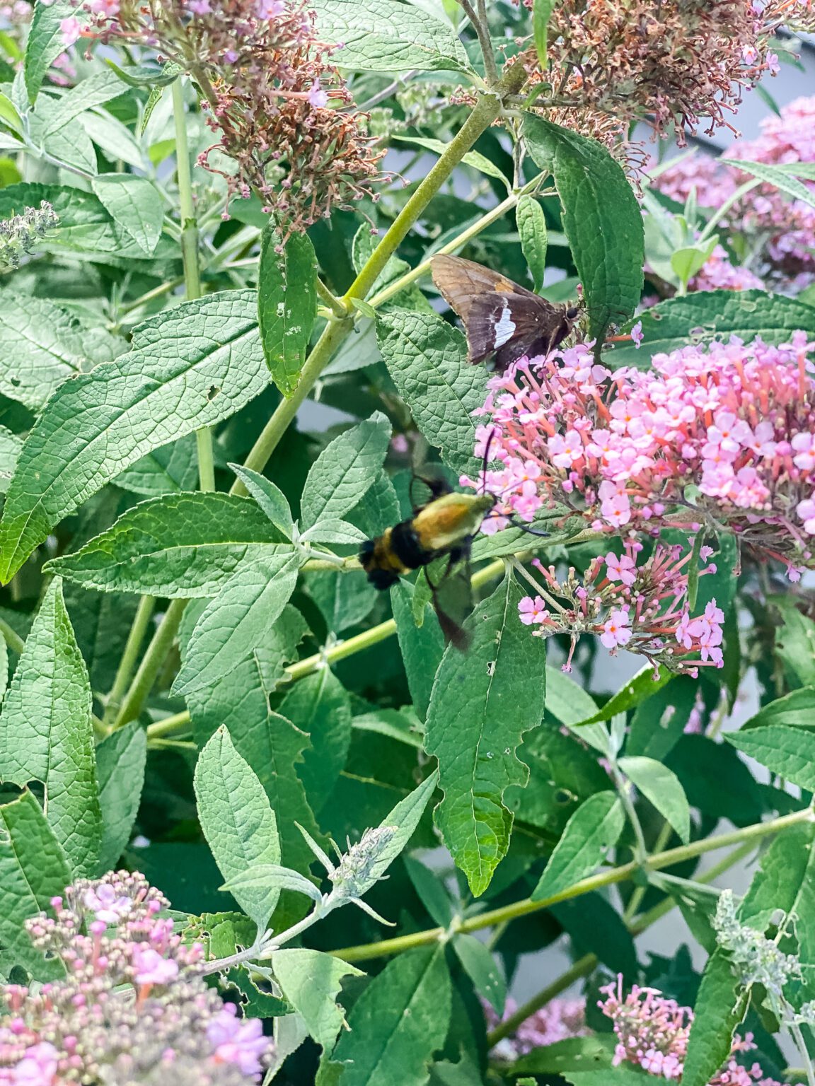 Plant a Pollinator Garden in New England Tips for Creating a Buzzing