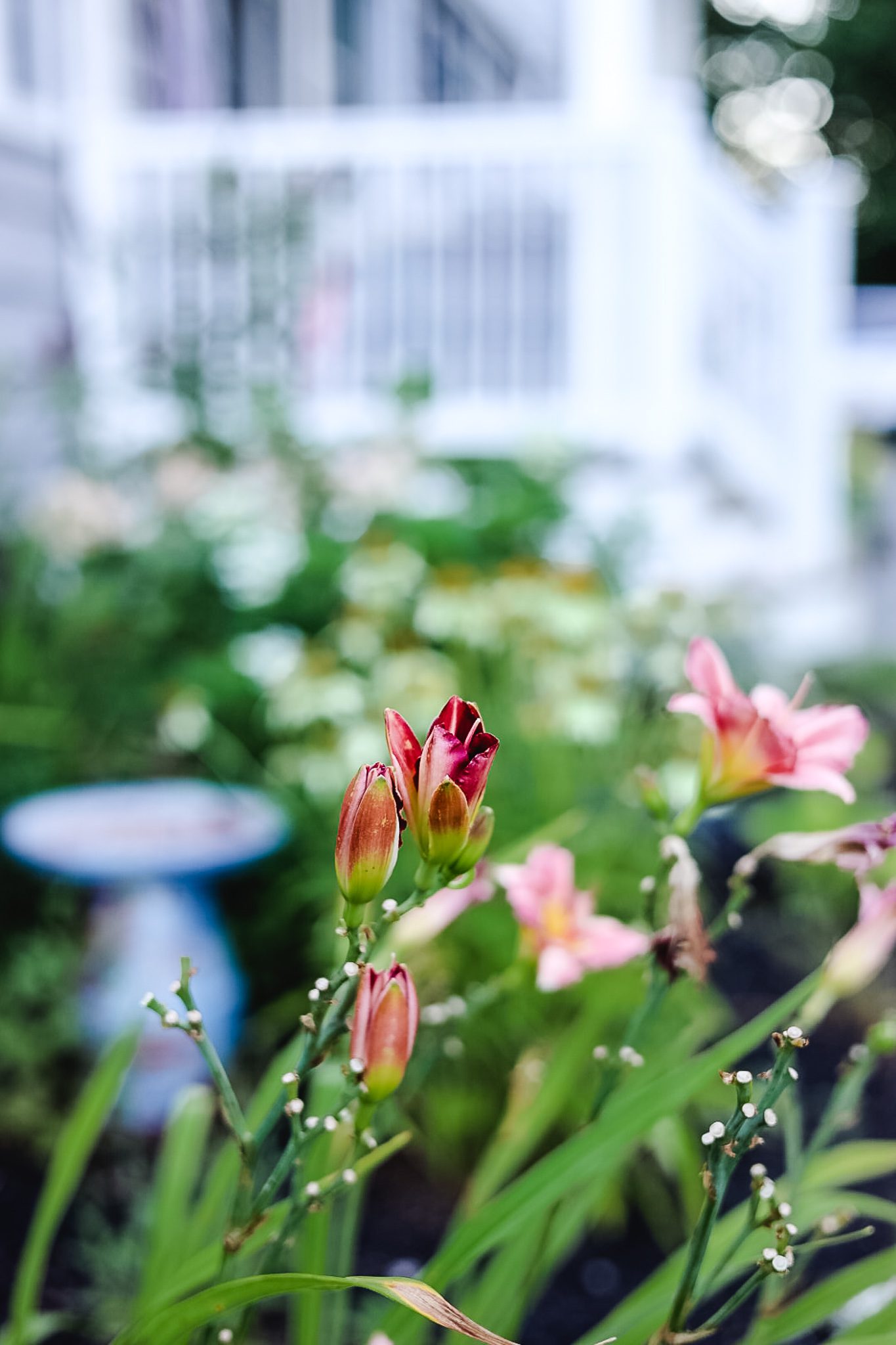 Daylilies flowering