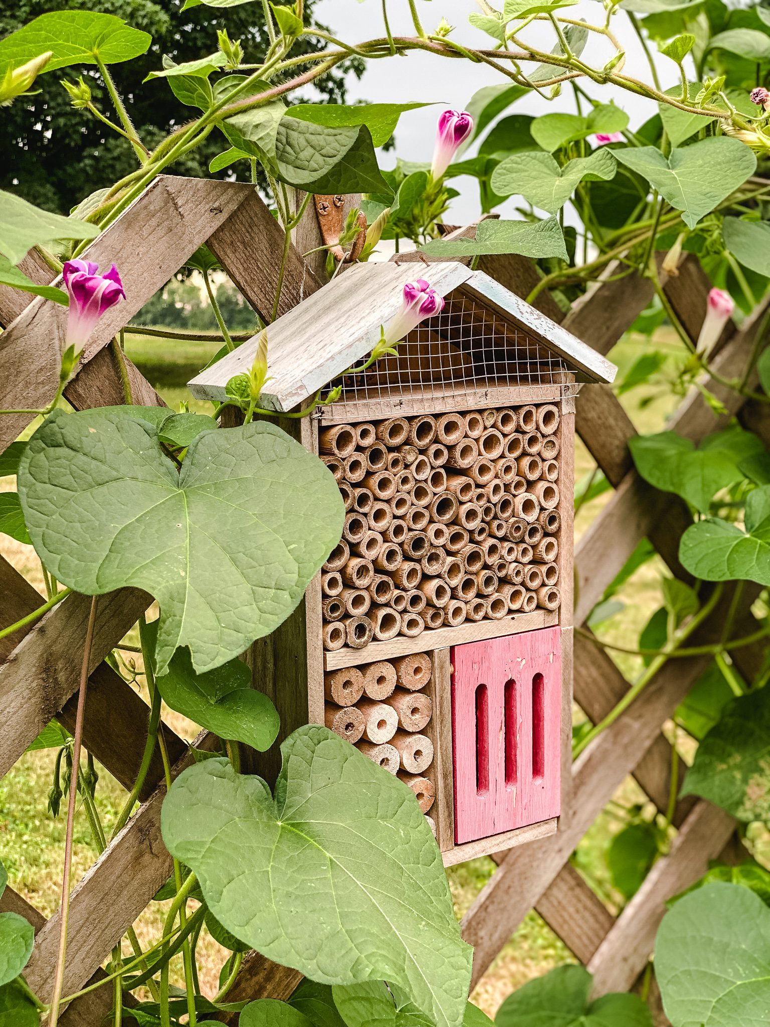 pollinator box