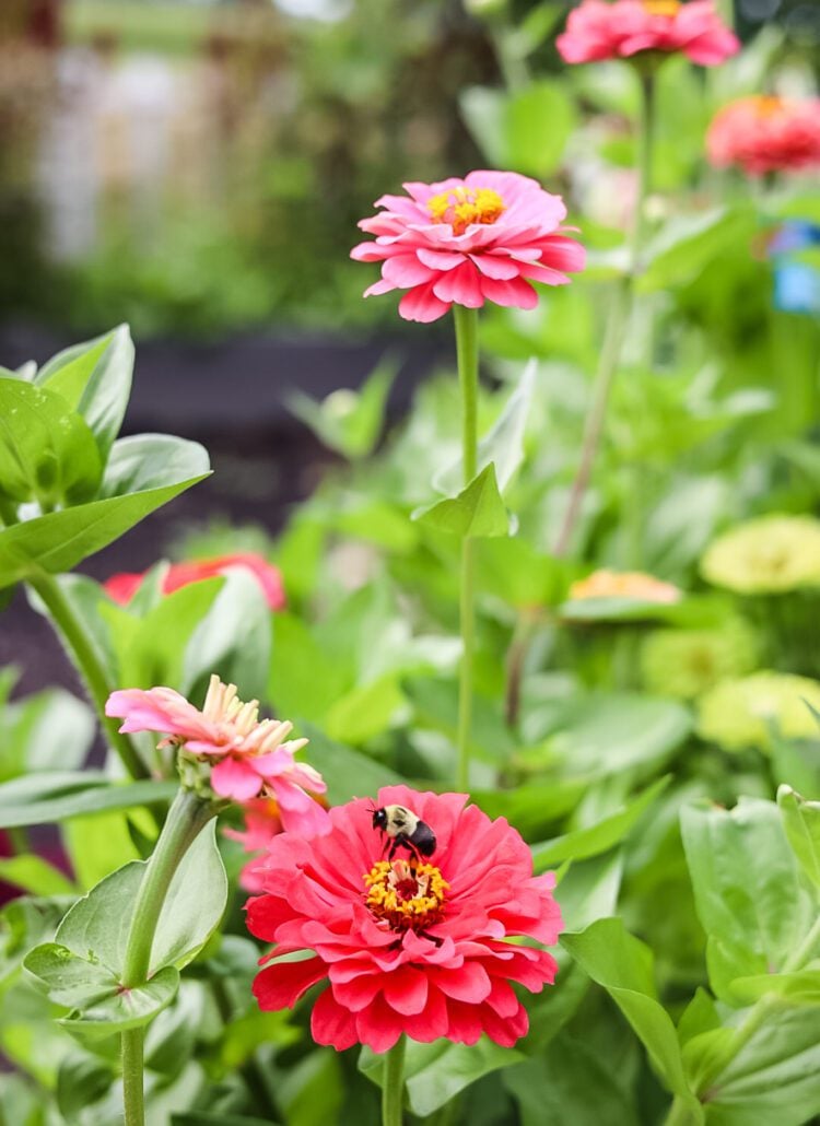 Pink Zinnias