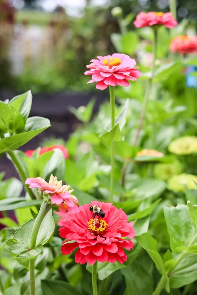bee pollinating a zinnia