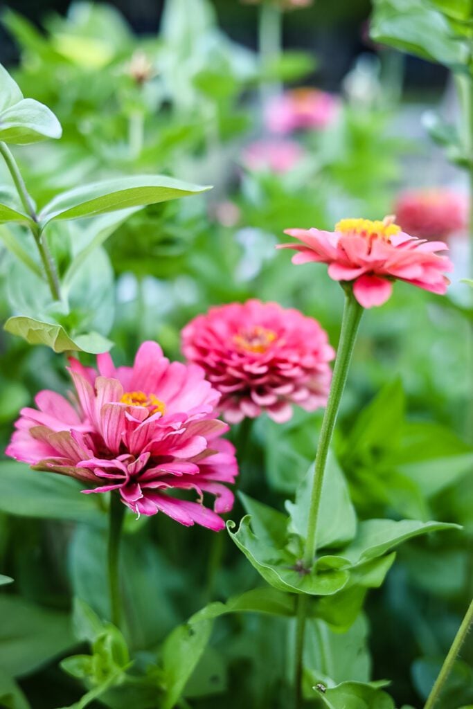 bernary's giant carmine zinnia