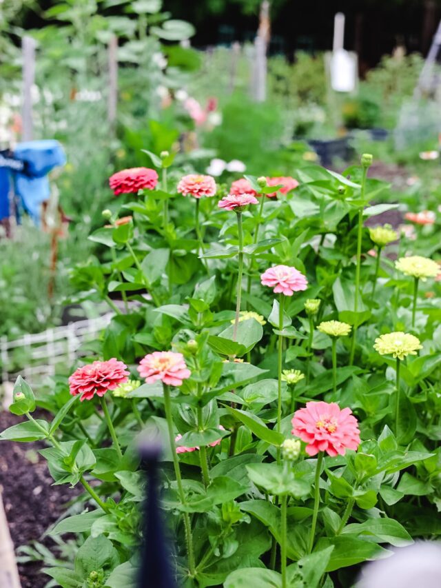 Types of Zinnias To Grow In Your Flower Garden Cottage On Bunker Hill