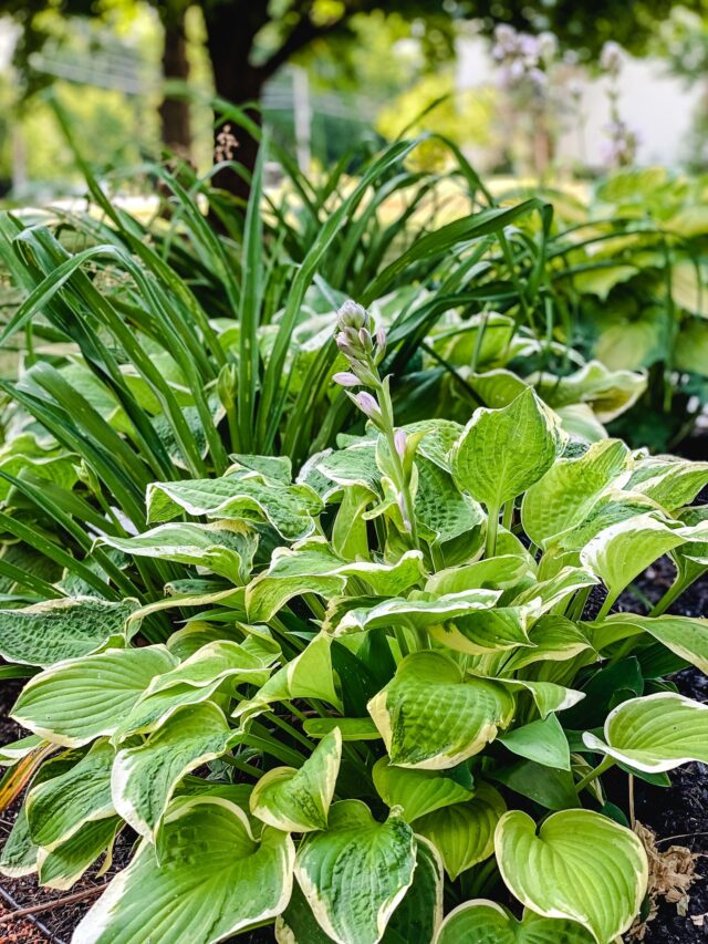 hostas in a shade garden