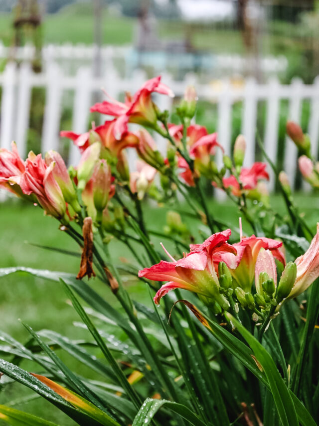 red daylilies blooming in the summer