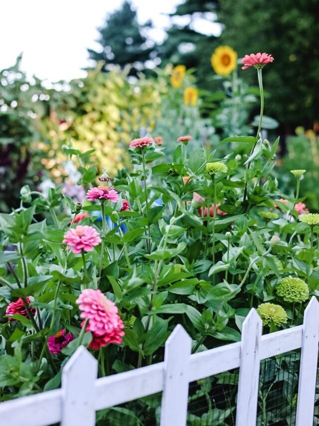 Best Easy-to-Grow Flowers for New Gardeners